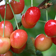 Черешня  Красная горка