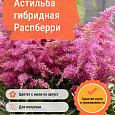 Астильба гибридная Распберри Астильба гибридная Распберри