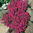 Аубриета (Обриета) гибридная Variegated Red